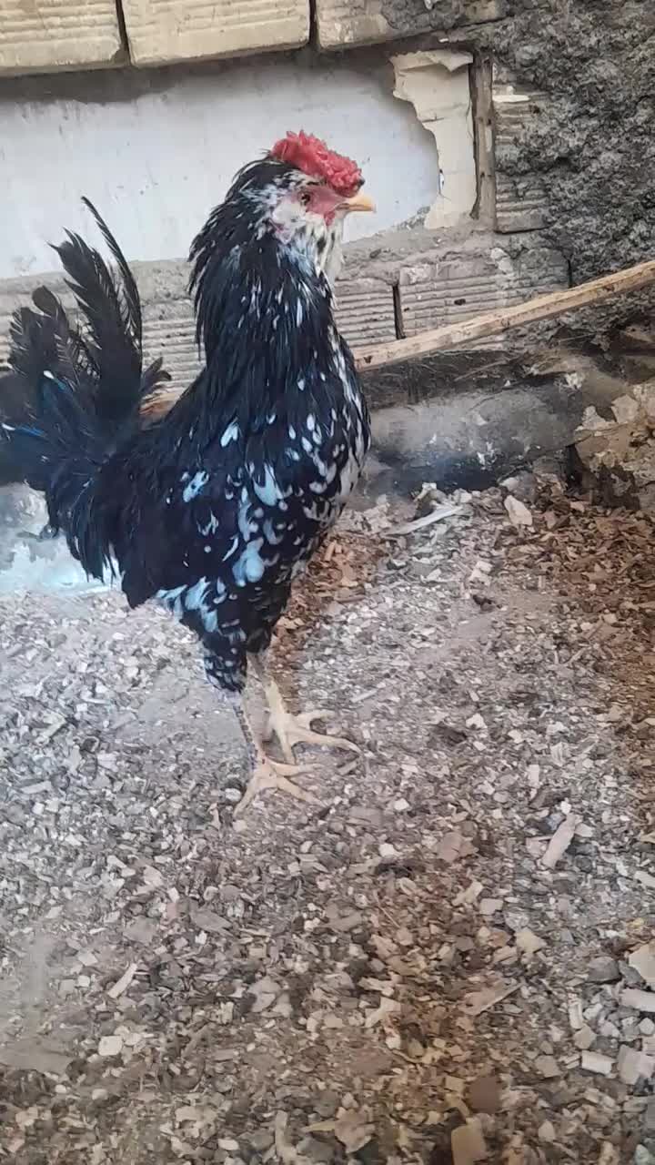 مرغ وخروس گلین فول|حیوانات مزرعه|تهران, جیحون|دیوار