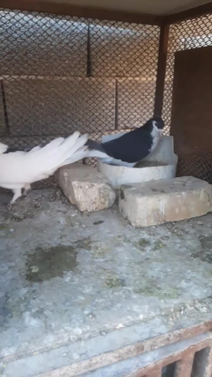 دمگیر دوبحر|پرنده|اصفهان, ارداجی|دیوار