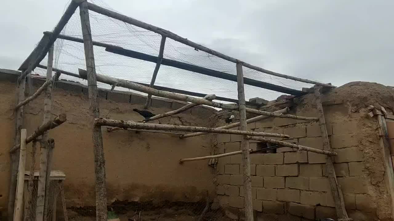 کبوتر|پرنده|کشاورز, |دیوار