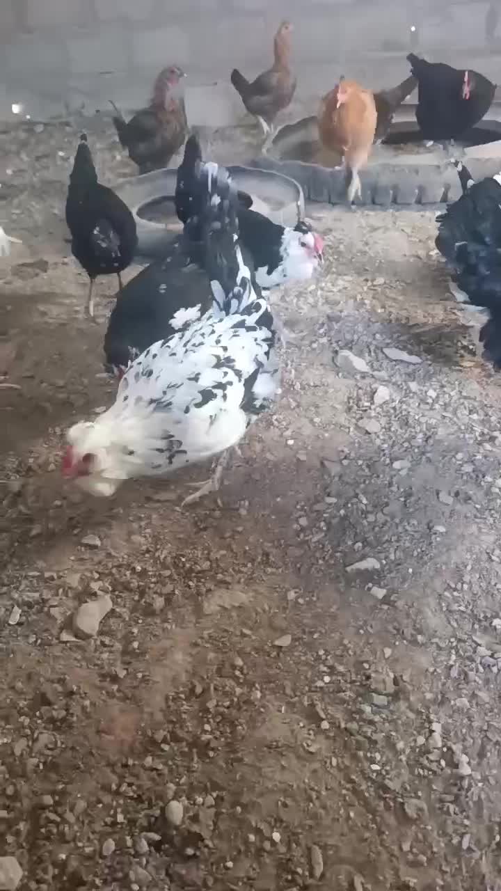 مرغ جتی اصل و گلین فروشی|پرنده|درمیان, |دیوار