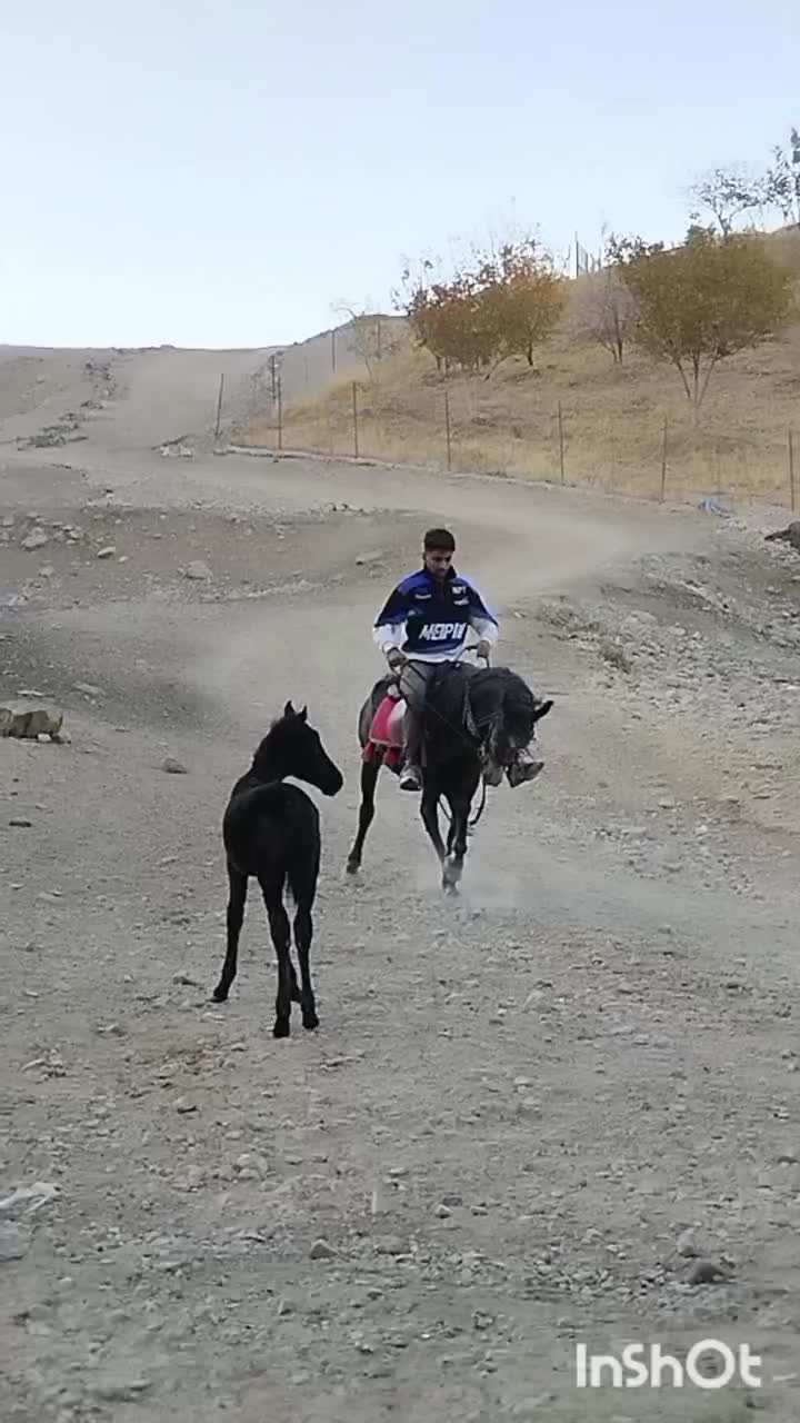 مادیون با کره بازی کن|اسب و تجهیزات اسب‌سواری|دورود, |دیوار