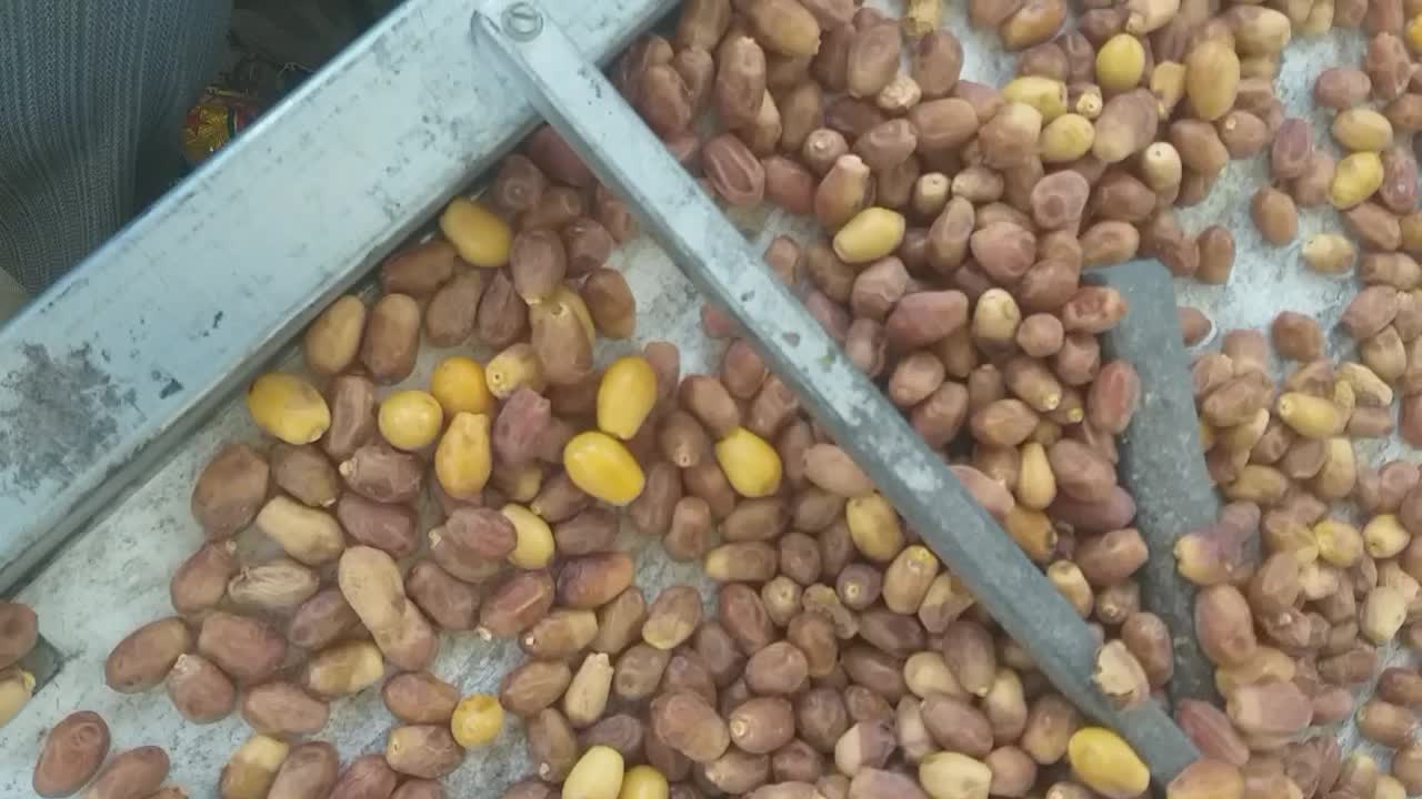 قصب ( زاهدی سید) افزر قیروکارزین|خوردنی و آشامیدنی|شیراز, گل سرخ|دیوار