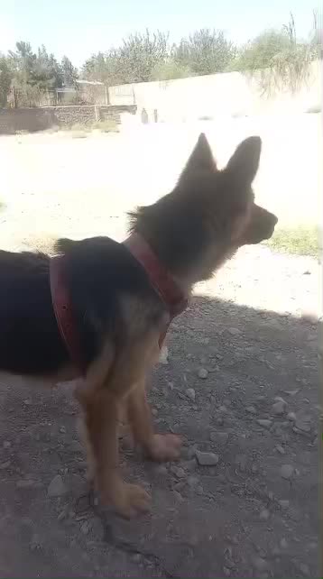 سگ ژرمن شیپرد ماده|سگ|تهران, جیحون|دیوار