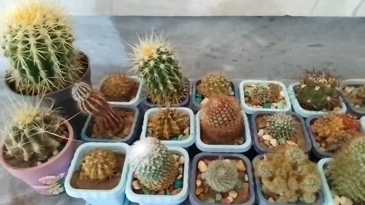 گل و گیاه|گل و گیاه طبیعی|ترکمانچای, |دیوار