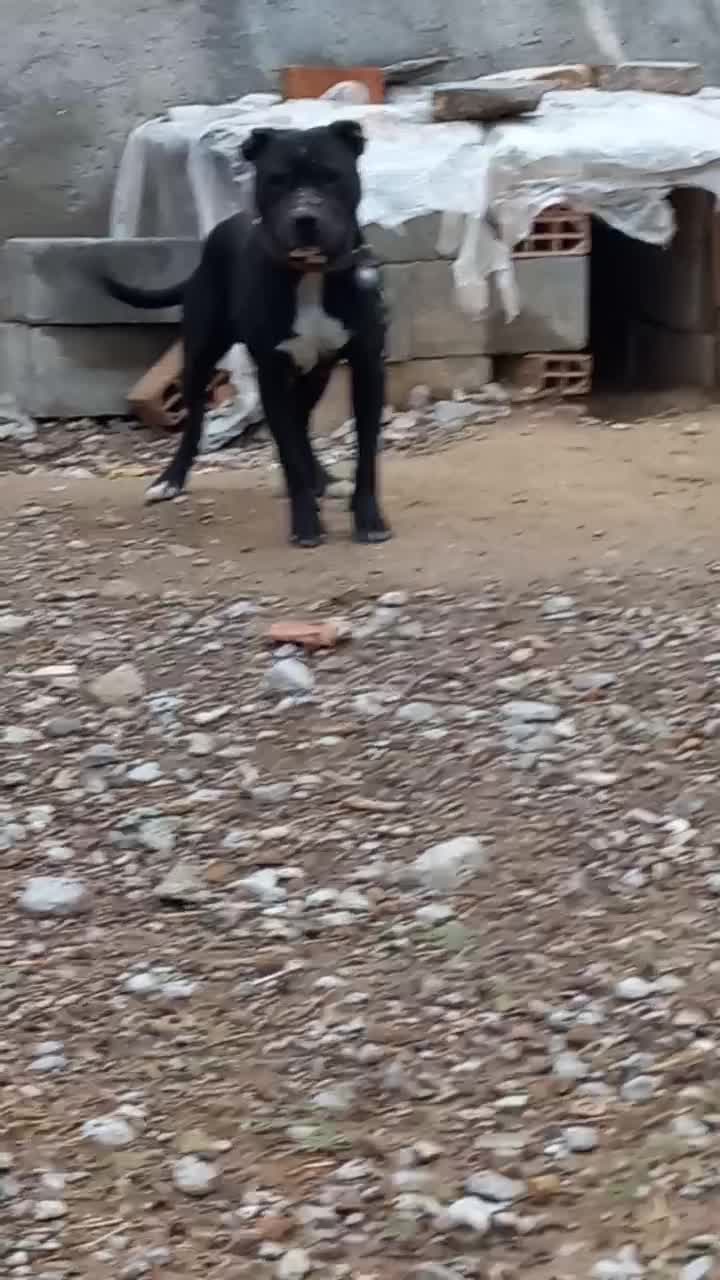 پیتبول|سگ|فاروج, |دیوار