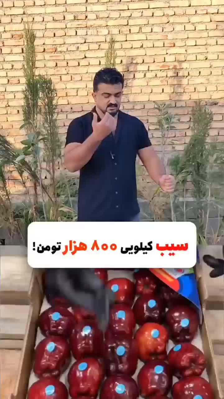 نهالستان نگین تاج|خدمات باغبانی و درختکاری|اشنویه, |دیوار