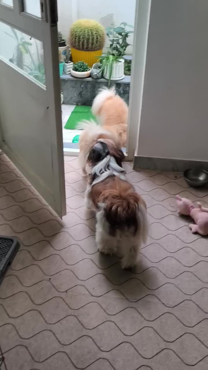 پانسیون سگ vip بینگو|خدمات پیشه و مهارت|رشت, کوی بیانی|دیوار