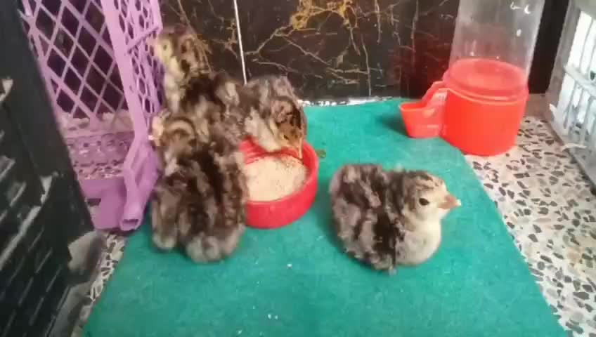 جوجه بوقلمون خوشگل و اقتصادی|حیوانات مزرعه|دزفول, |دیوار