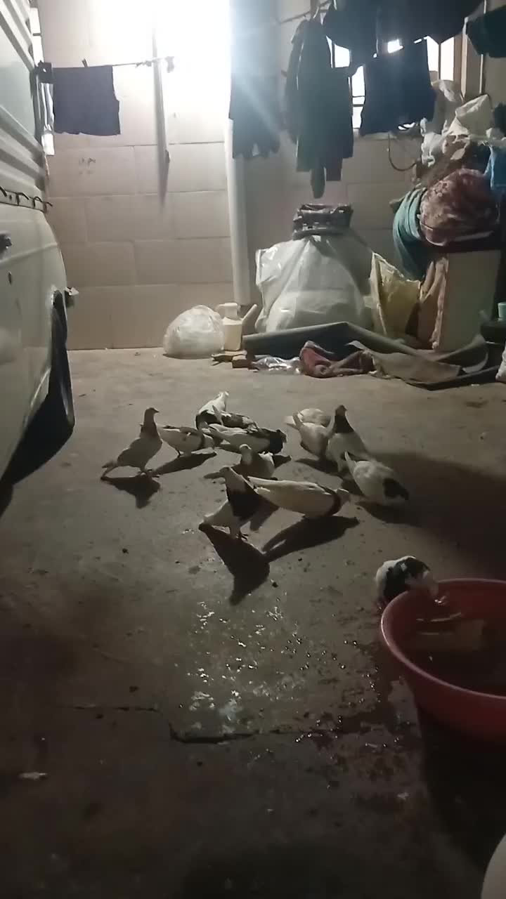 تعدادی کفتر طوقی فروشی|پرنده|سبزوار, شهرک ابوذر|دیوار