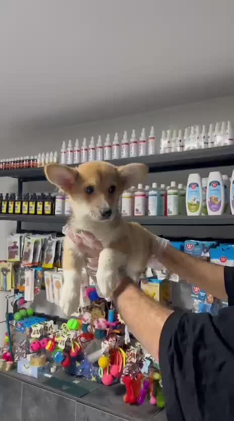 ولش کورگی|سگ|تهران, پردیسان|دیوار