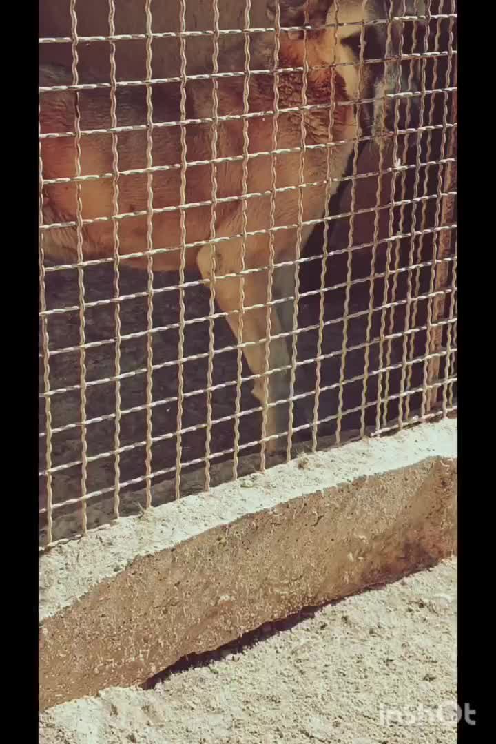 سگ ماده الابایی توله|سگ|دهق, |دیوار