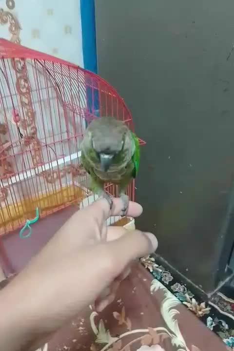 طوطی|پرنده|سنگدوین, |دیوار