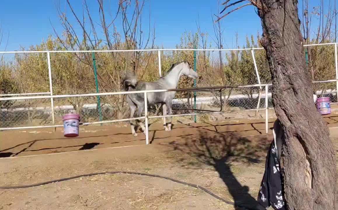 اسب عرب وارداتی، کره ،نریان|اسب و تجهیزات اسب‌سواری|گلپایگان, |دیوار