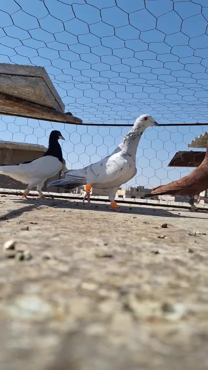 ستا ماده ای بی نظیر|پرنده|بوئین زهرا, |دیوار