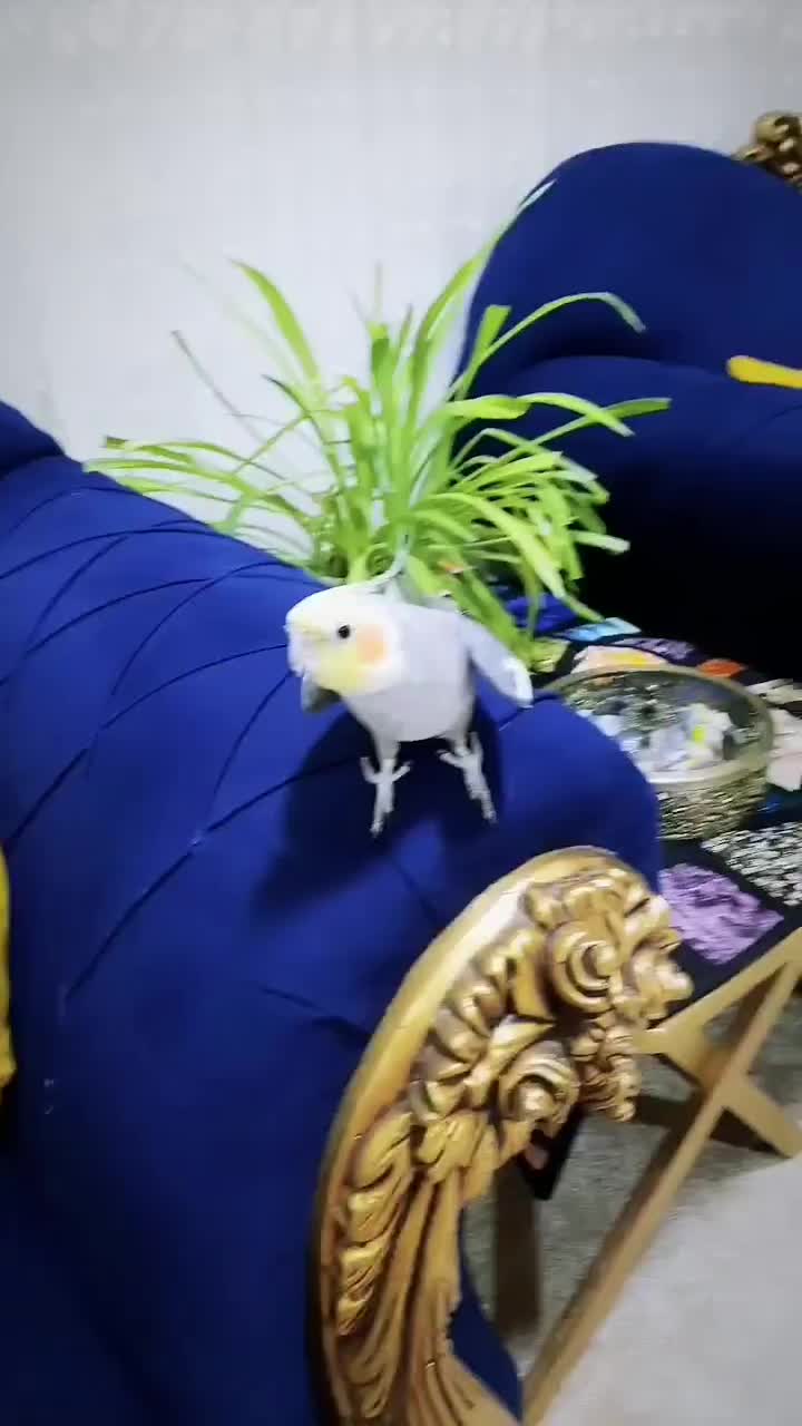 فروش عروس هلندی|پرنده|دره شهر, |دیوار