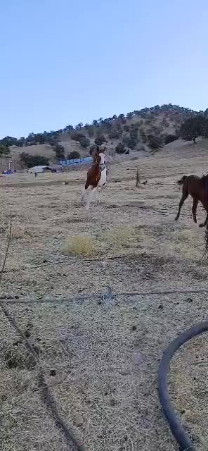 اسب.مادیون و کره اسب|اسب و تجهیزات اسبسواری|خرمآباد, |دیوار