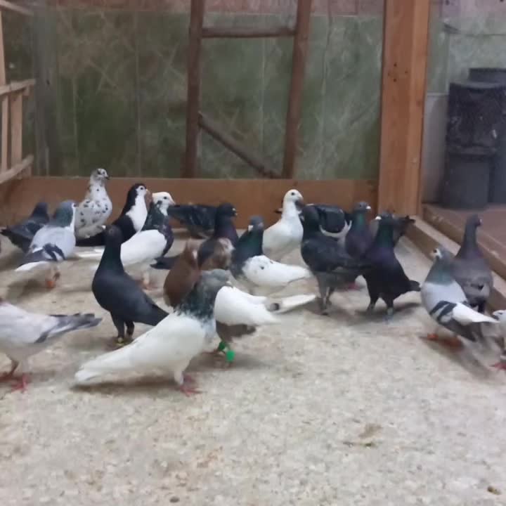 کفتر بوم زدوخوردی رنگی و دورگ|پرنده|مشهد, میان ولایت|دیوار