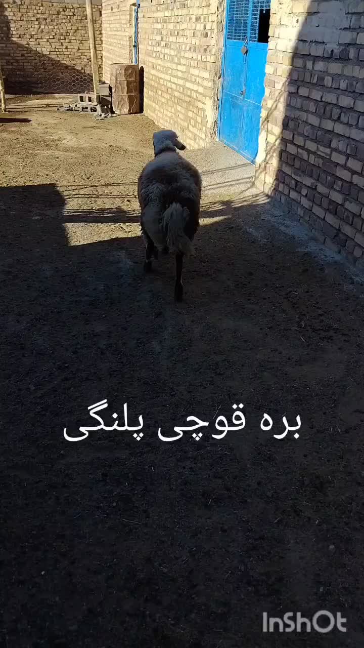 بره قوچی پلنگی نژاد دوقلوزا|حیوانات مزرعه|تربت جام, جامرود|دیوار