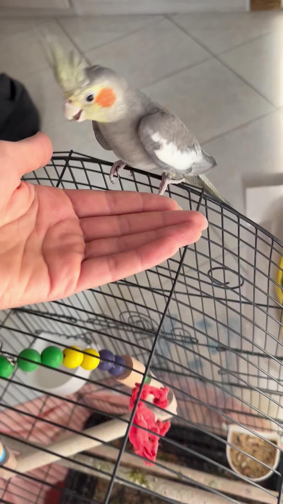 عروس هلندی|پرنده|بندر انزلی, ساحل قو|دیوار