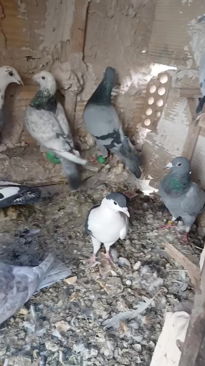 کفتر آلمانی بوم|پرنده|جلگه رخ, |دیوار