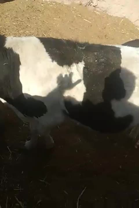 گاو|حیوانات مزرعه|نگار, |دیوار