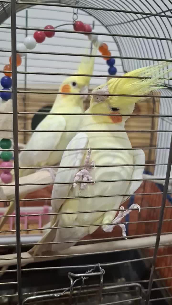 عروس هلندی لوتینو|پرنده|شوش, |دیوار