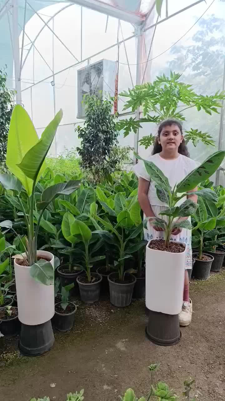 گل لوکس کادویی کد ۳۰۰۱|گل و گیاه طبیعی|تبریز, |دیوار