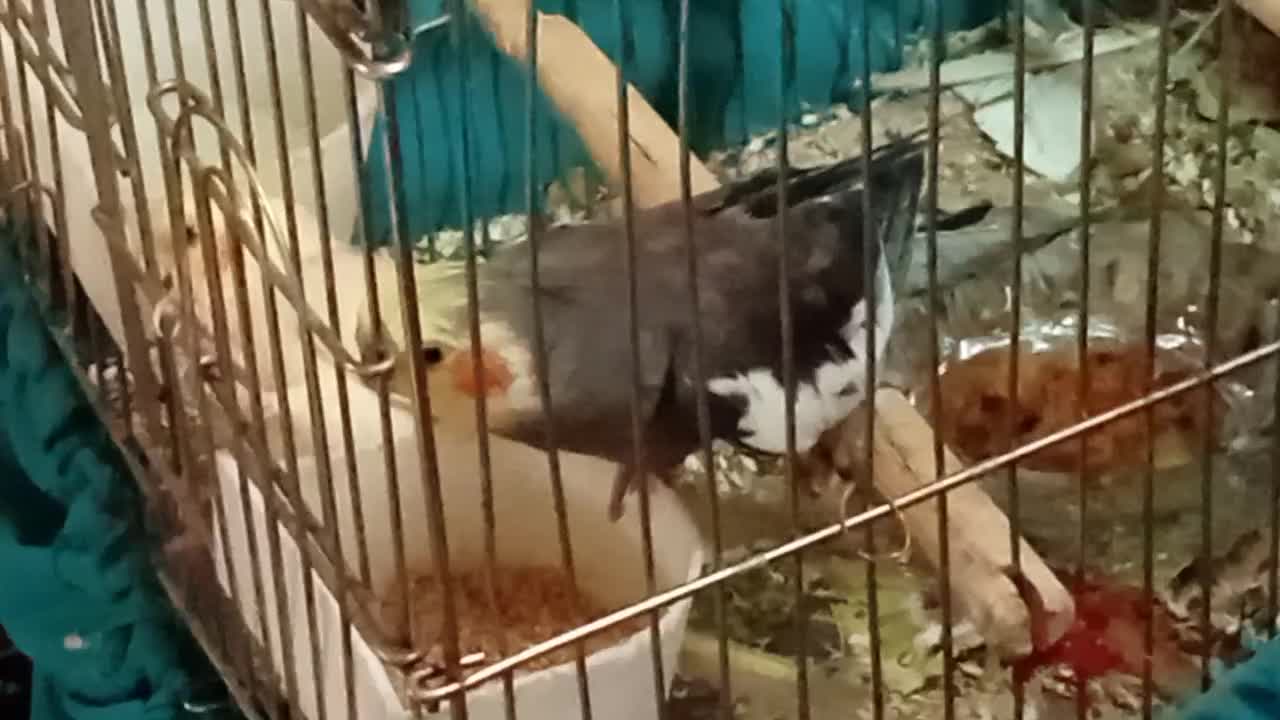 جفت عروس هلندی سخنگو|پرنده|قم, باغ کرباسی|دیوار