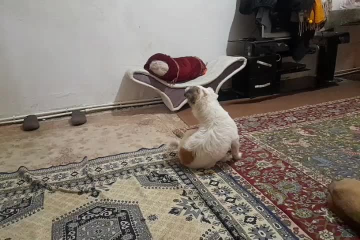 سگ فیندو روباهی واگذاری|سگ|سنندج, |دیوار