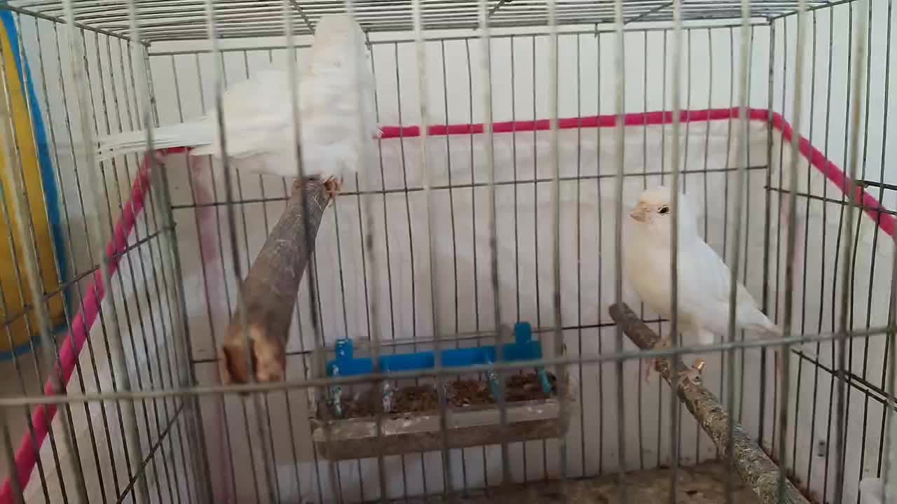 قناری|پرنده|ابهر, |دیوار