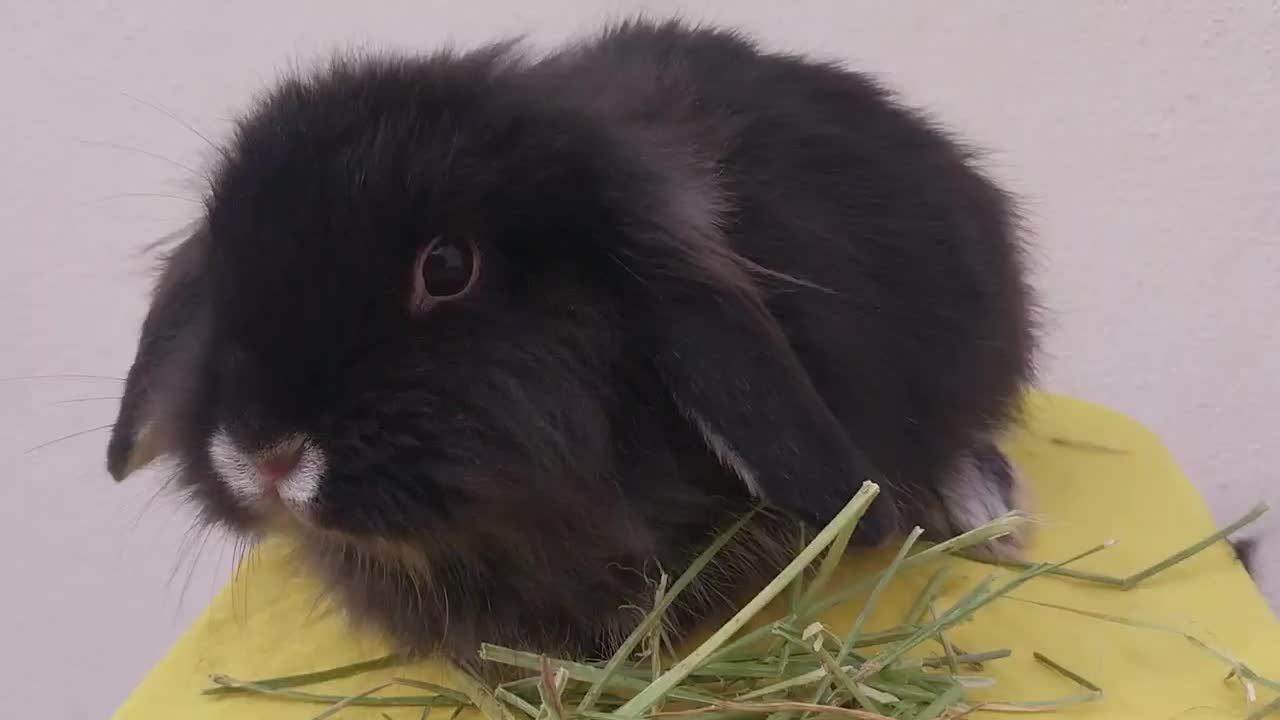 پشمالو های خانگی|موش و خرگوش|کرج, فاز ۱ مهرشهر|دیوار