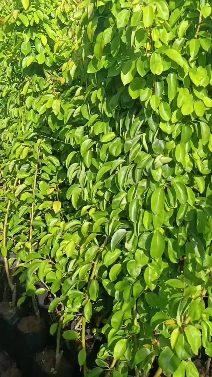 نهال های گلابی اسپادانا بیروتی درگزی گلدانی سبز|خدمات باغبانی و درختکاری|کرمانشاه, |دیوار