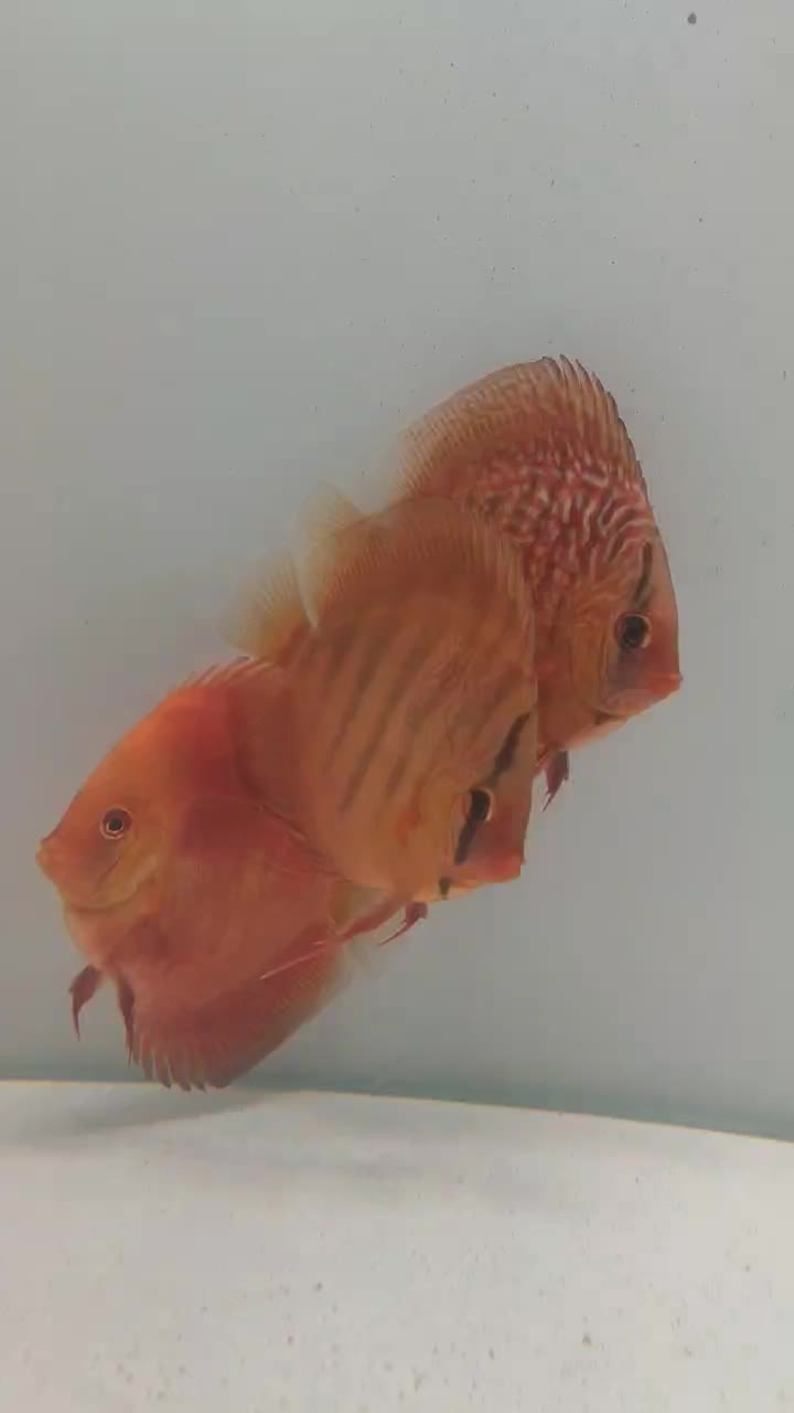 ماهی دیسکس آکواریوم|ماهی|فردیس, قریشی|دیوار