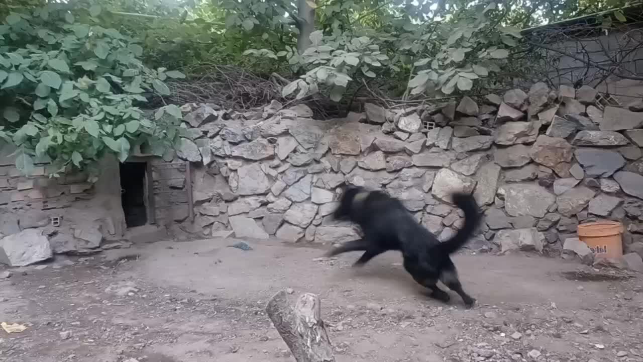 سگ ژرمن بلک|سگ|بم, |دیوار