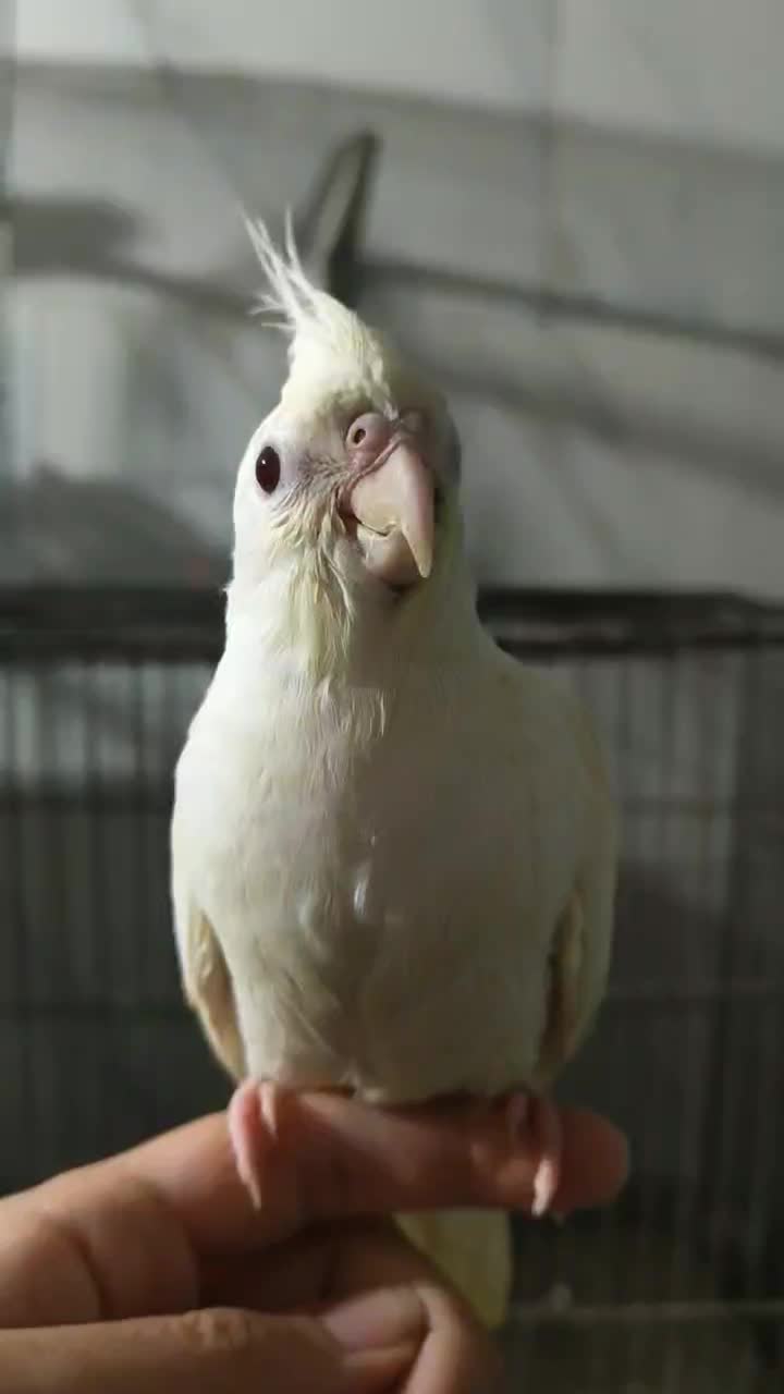 عروس هلندی و طوطی برزیلی|پرنده|بابل, |دیوار