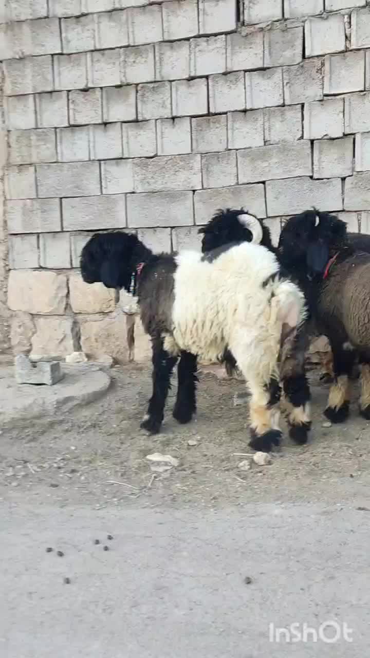 بره تخمی روزگاری|حیوانات مزرعه|کوهرنگ, |دیوار