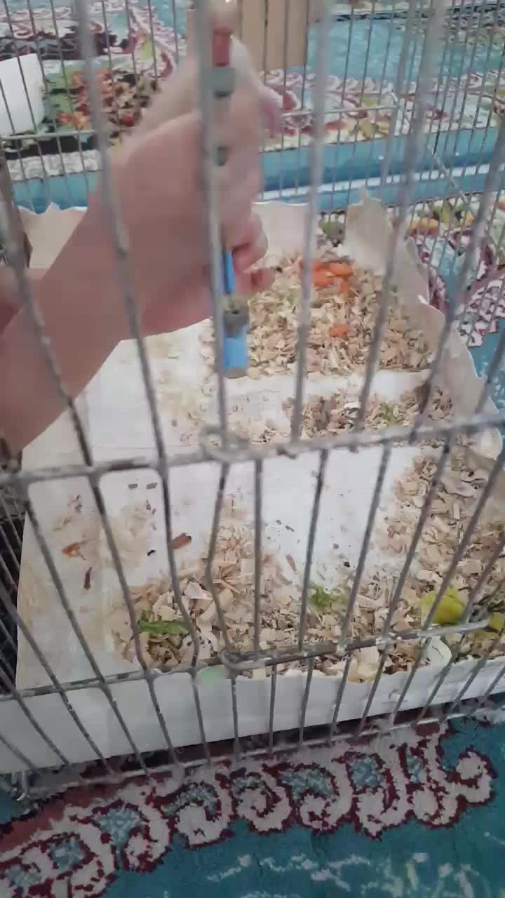 همستر|موش و خرگوش|مشهد, وکیل‌آباد|دیوار