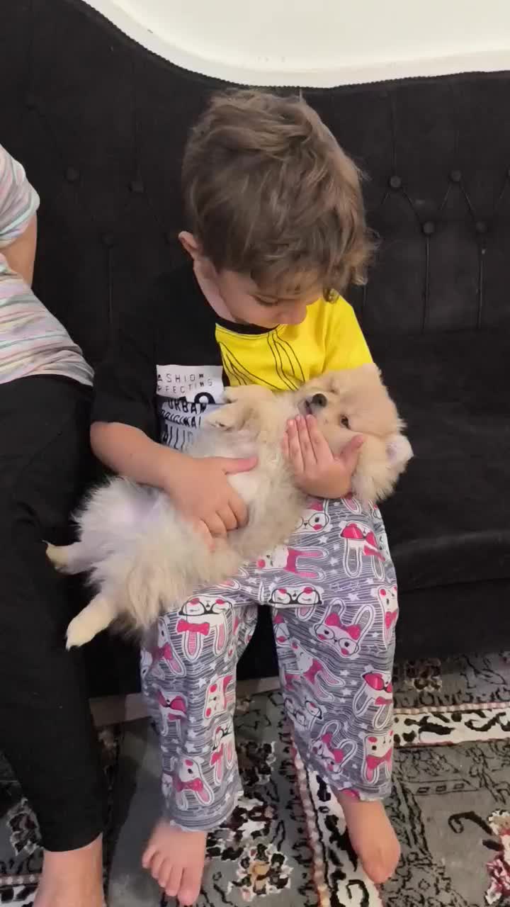 سگ پامر 3ماهه رنگ کاراملی بسیار بازیگوش|سگ|ورامین, ورامین|دیوار