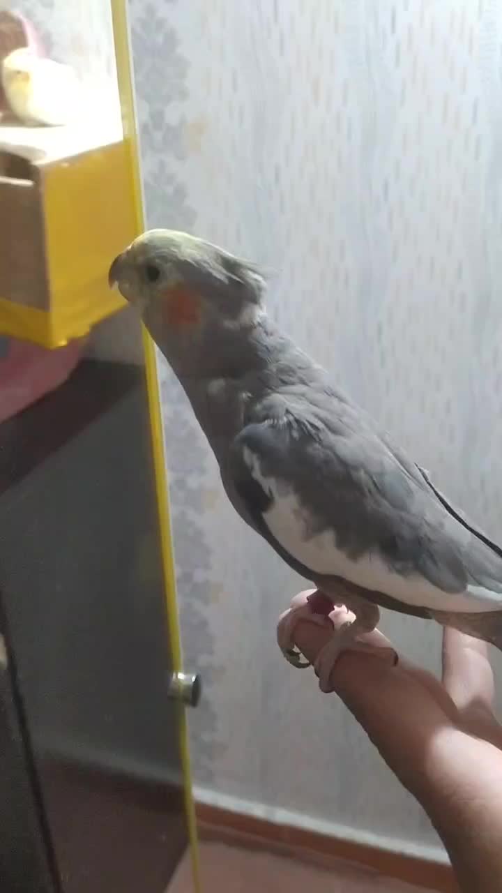 مولد با جوجه   تخم  ب بیشترین پیشنهاد فروخته میشه|پرنده|سنگر, |دیوار