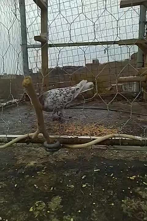 پرنده|پرنده|زبرخان, |دیوار