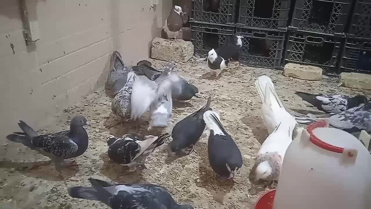 کبوتر|پرنده|سراوان, |دیوار