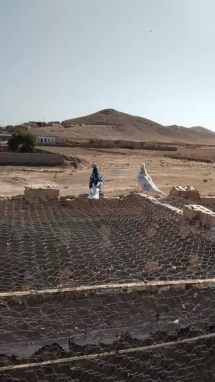 کفتر|پرنده|شامکان, |دیوار