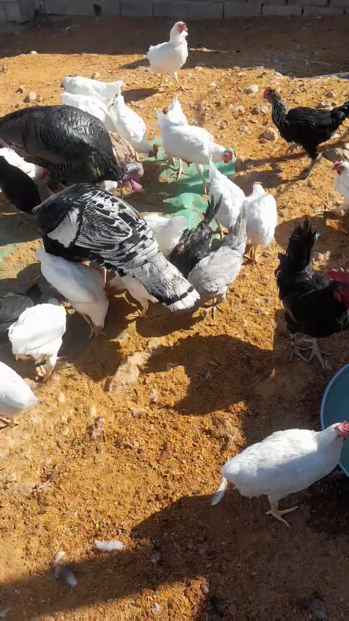 محلی|حیوانات مزرعه|فسا, |دیوار