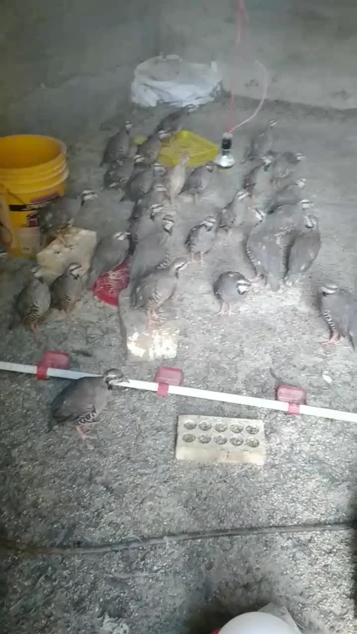 بلدرچین وگلین|حیوانات مزرعه|مرودشت, رودبال|دیوار