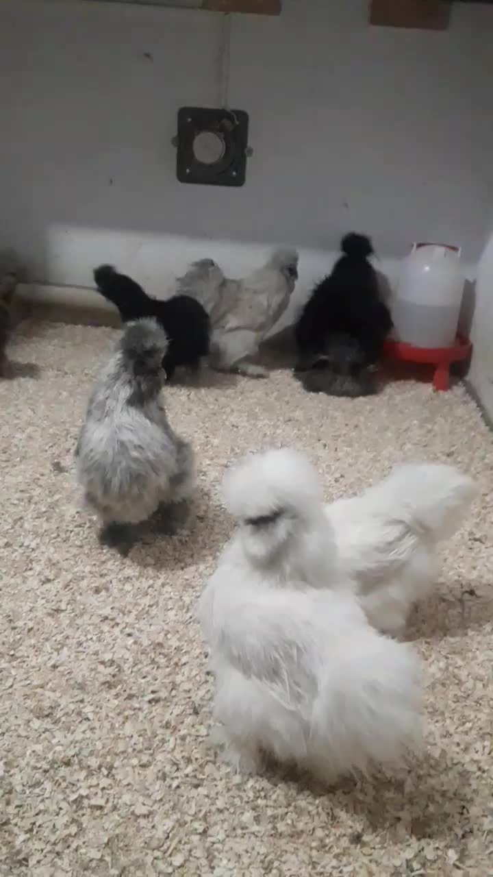 تخم مرغ نطفه دار مرغ ابریشمی|حیوانات مزرعه|تهران, نارمک جنوبی|دیوار