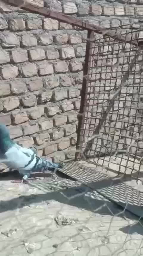 سبز تبعیدی|پرنده|شهرآباد, |دیوار