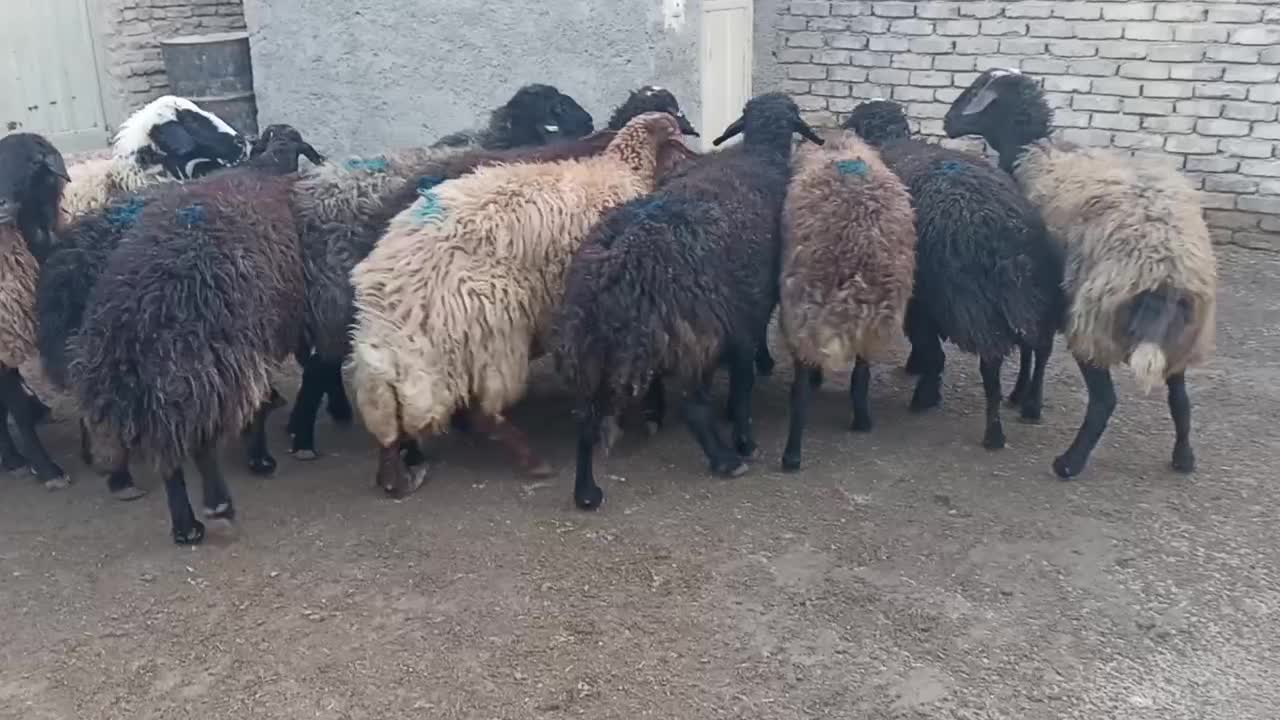 ۱۵راس میش و شیشک آبستن سنگین|حیوانات مزرعه|فلاورجان, |دیوار