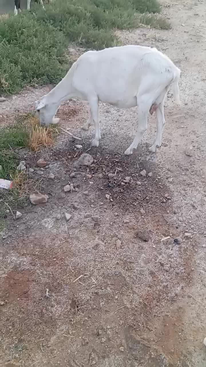 بز سانن|حیوانات مزرعه|رحمتآباد, |دیوار