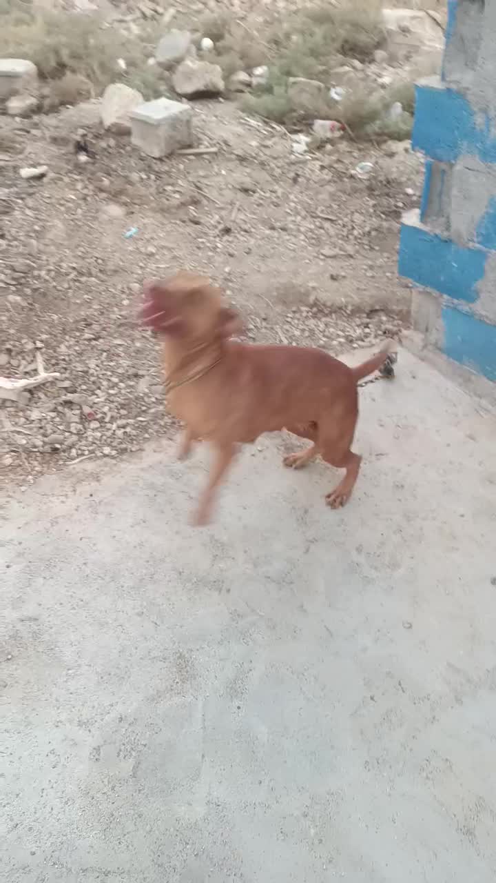 پیتبول اصیل|سگ|سرپل ذهاب, |دیوار