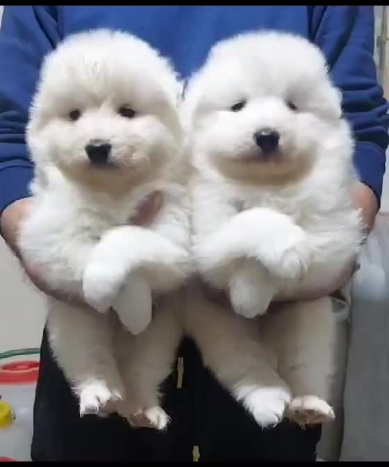 سامویید|سگ|تهران, شهرک آزمایش|دیوار